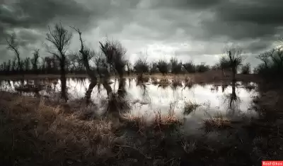 Дю Морье Дафна - Пруд